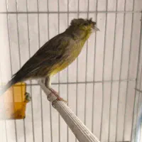 قناری ماده سبز کاکلی جفت نخورده