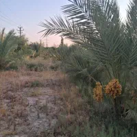 جاده سد باغ ثمری