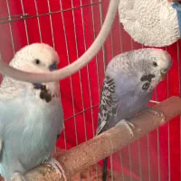 دوعدد مرغ عشق انگلیسی|پرنده|چهاردانگه (تهران), |دیوار