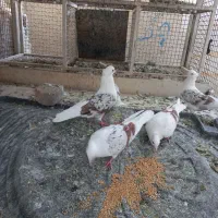 کبوتر دورود