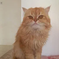 پرشین|گربه|اردبیل, |دیوار