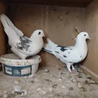 کبوتر
