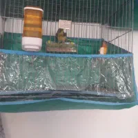 فروشدوقناری نرودو ماده۳ قفس یامعاوضهباسهره نرماده