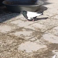 عروس هلندی پرنده فنچ کفتر قناری وغیره طوطی|پرنده|پاکدشت, خاتون آباد|دیوار