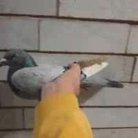 کبوتر فروشی