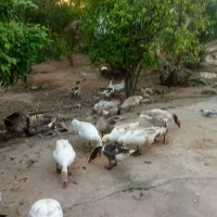 غاز|حیوانات مزرعه|شوشتر, |دیوار