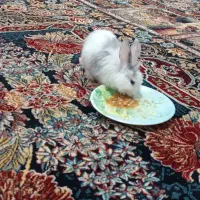 خرگوش