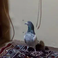 دو تا کبوتر|پرنده|سراب, |دیوار