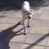 توله سگ داگو ارژانتینو|سگ|صفادشت, |دیوار