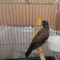 مرغ مینا نر افغان