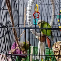 دو جوجه گرینچیک و عروس هلندی نر|پرنده|قرچک, زیبا شهر|دیوار