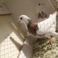 ۲عدد طوقی نر