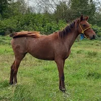 اسب مادیان|اسب و تجهیزات اسبسواری|پیربازار, |دیوار