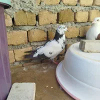 ماده تهرانی