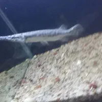 ماهی الیگیتور خوش پترن