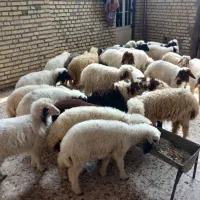 بره درجه یک دویری..