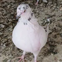 کبوتر|پرنده|تهران, مشیریه|دیوار