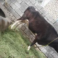 فروش گاو هلشتاین بدون گوساله