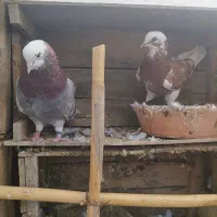 چند جفت کفتر پرشی جفتگاه