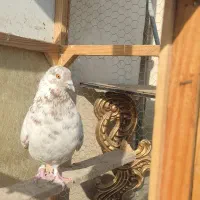 کفتر یا کبوتر