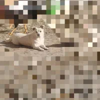 سگ اشپیتز|سگ|اسدآباد, |دیوار