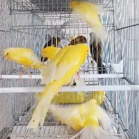 قناری بلند و رسمی|پرنده|اصفهان, ملاصدرا|دیوار
