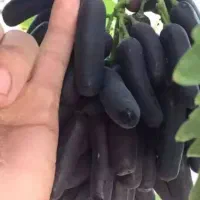 نهال انگور سوییت شاپر گلدانی