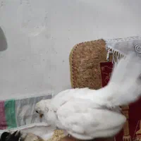 نیمچه خروس جاپنیز