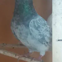 کبوتر کفتر نقشو پرش(بار جدید دولاب داخل فیلم)|پرنده|فردیس, ثابتی|دیوار