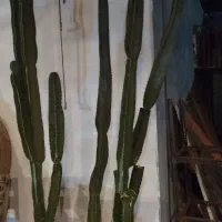 انواع گیاهان مقاوم به آب و هوای جزیره|گل و گیاه طبیعی|قشم, |دیوار