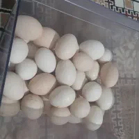 تخم مرغ محلی