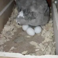 عروس ماده وایت فیس