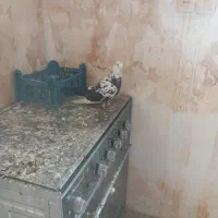 کفتر نر|پرنده|شاهرود, |دیوار