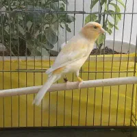 قناری نر لیمویی خوش رنگ بخون