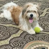 سگ پاکوتاه نژاد سیتزو