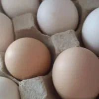 تخم مرغ بومی تازه ودرشت
