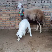 گوسفندبره دار جوان