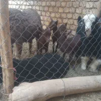 نر بز مورسیاه