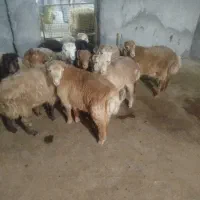 بره نرر پروار و کشتاری مفت|حیوانات مزرعه|بجنورد, |دیوار