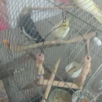 عروس هلندی جفت|پرنده|بهارستان, |دیوار