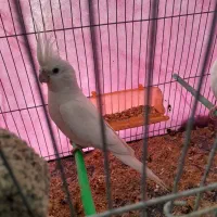 عروس هلندی آلبینو مولد باتخم معاوضه دوچرخه ثابت