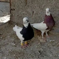 درود یجفت توقی نروماده