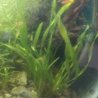 ماهی آکواریومی|ماهی|مشهد, امیریه|دیوار