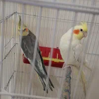 ۲عددعروس هلندی نرسخنگو