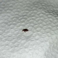 سمپاشی 100/تضمینی ساس سوسک کنه موش موریانه