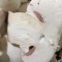 فروش قارچ تازه مستقیم از تولیدکننده|خوردنی و آشامیدنی|رشت, معلم|دیوار