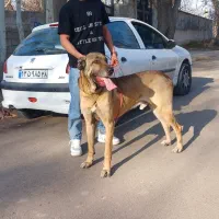 سگ سرابی اصیل واگذاری