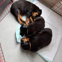 واگذاری توله روتوایلر