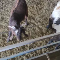 کره کهره گوسفند بز|حیوانات مزرعه|راین, |دیوار