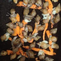 حلزون اچاتینا